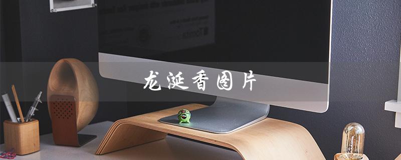 龙涎香图片（龙涎香高清图）