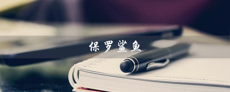 保罗鲨鱼（保罗鲨鱼官方旗舰店是什么）