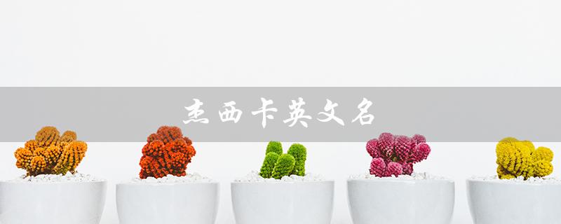 杰西卡英文名（杰西卡英文名的寓意是什么）