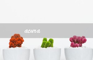 acura（acura车价格是多少）