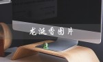 龙涎香图片（龙涎香高清图）