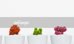 solange（solange的含义是什么）