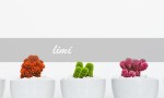 limi（什么是limited）
